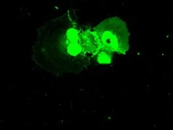 Anti-NEK6 antibody [8G5] used in Immunocytochemistry/ Immunofluorescence (ICC/IF). GTX84056