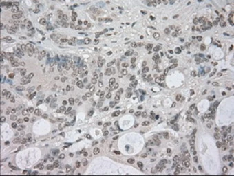 Anti-NEK6 antibody [5D7] used in IHC (Paraffin sections) (IHC-P). GTX84058