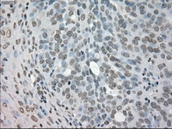 Anti-NEK6 antibody [5D7] used in IHC (Paraffin sections) (IHC-P). GTX84058