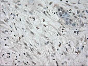 Anti-NEK6 antibody [5D7] used in IHC (Paraffin sections) (IHC-P). GTX84058
