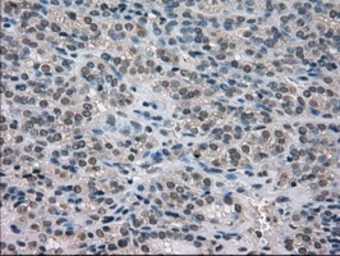 Anti-NEK6 antibody [5D7] used in IHC (Paraffin sections) (IHC-P). GTX84058