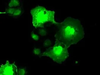 Anti-NEK6 antibody [5D7] used in Immunocytochemistry/ Immunofluorescence (ICC/IF). GTX84058