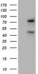 Anti-NEK11 antibody [4H5] used in Western Blot (WB). GTX84060