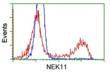 Anti-NEK11 antibody [5E9] used in Flow cytometry (FCM). GTX84061