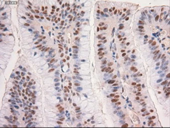 Anti-c-Myc antibody [5G3] used in IHC (Paraffin sections) (IHC-P). GTX84064