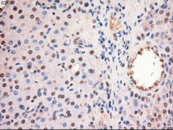 Anti-c-Myc antibody [5G3] used in IHC (Paraffin sections) (IHC-P). GTX84064