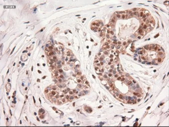 Anti-c-Myc antibody [5G3] used in IHC (Paraffin sections) (IHC-P). GTX84064