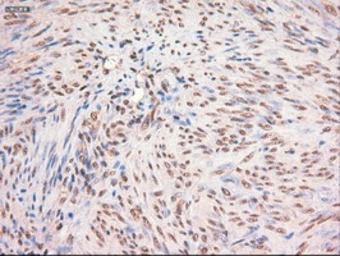 Anti-c-Myc antibody [5G3] used in IHC (Paraffin sections) (IHC-P). GTX84064