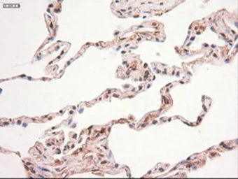Anti-c-Myc antibody [5G3] used in IHC (Paraffin sections) (IHC-P). GTX84064