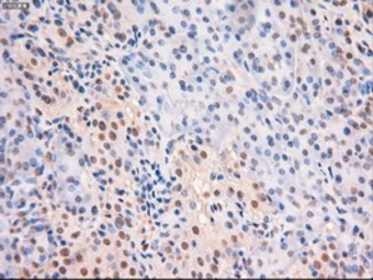 Anti-c-Myc antibody [5G3] used in IHC (Paraffin sections) (IHC-P). GTX84064