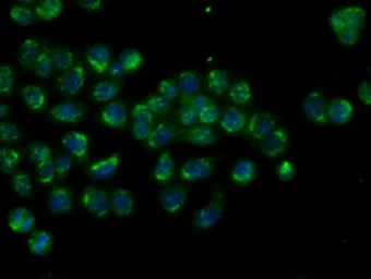 Anti-MTRF1L antibody [1D11] used in Immunocytochemistry/ Immunofluorescence (ICC/IF). GTX84069