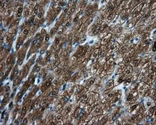 Anti-MTRF1L antibody [1B3] used in IHC (Paraffin sections) (IHC-P). GTX84071