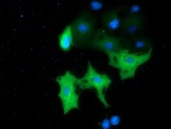 Anti-MTMR14 antibody [6B6] used in Immunocytochemistry/ Immunofluorescence (ICC/IF). GTX84079