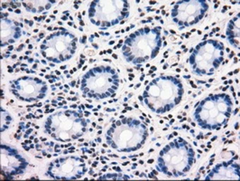 Anti-MRI1 antibody [6G9] used in IHC (Paraffin sections) (IHC-P). GTX84084