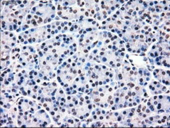 Anti-MRI1 antibody [6G9] used in IHC (Paraffin sections) (IHC-P). GTX84084
