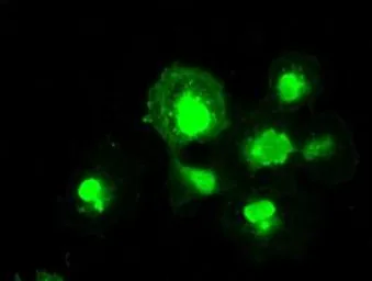 Anti-MRI1 antibody [6G9] used in Immunocytochemistry/ Immunofluorescence (ICC/IF). GTX84084