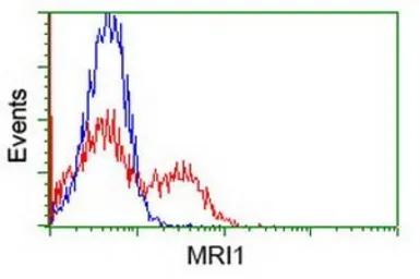 Anti-MRI1 antibody [9H7] used in Flow cytometry (FCM). GTX84085