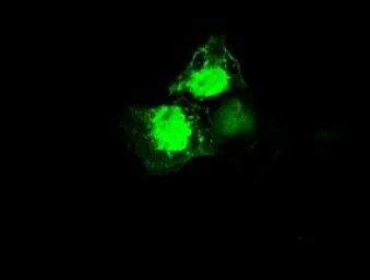 Anti-MRI1 antibody [9H7] used in Immunocytochemistry/ Immunofluorescence (ICC/IF). GTX84085