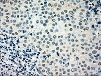 Anti-MRI1 antibody [6A10] used in IHC (Paraffin sections) (IHC-P). GTX84086