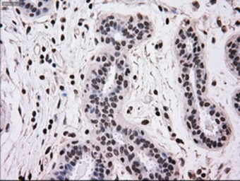 Anti-MRI1 antibody [6A10] used in IHC (Paraffin sections) (IHC-P). GTX84086