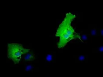 Anti-MPP3 antibody [8F1] used in Immunocytochemistry/ Immunofluorescence (ICC/IF). GTX84090
