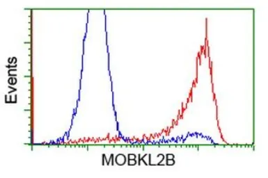 Anti-MOBKL2B antibody [2H8] used in Flow cytometry (FCM). GTX84092