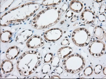 Anti-MOB1B antibody [3G9] used in IHC (Paraffin sections) (IHC-P). GTX84103