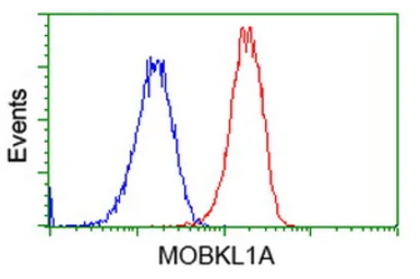 Anti-MOB1B antibody [1H2] used in Flow cytometry (FCM). GTX84105