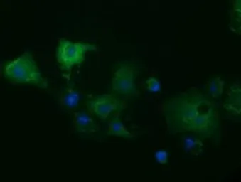 Anti-MIOX antibody [1C5] used in Immunocytochemistry/ Immunofluorescence (ICC/IF). GTX84112