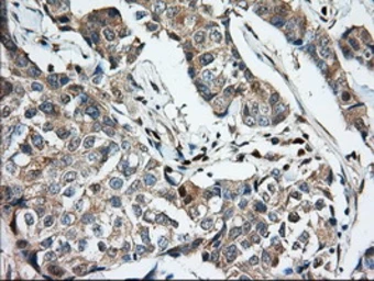 Anti-MIOX antibody [4G7] used in IHC (Paraffin sections) (IHC-P). GTX84117