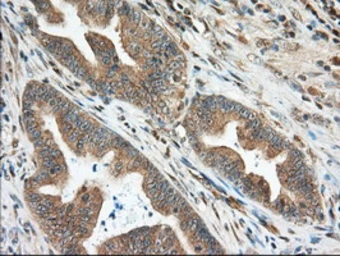 Anti-MIOX antibody [4G7] used in IHC (Paraffin sections) (IHC-P). GTX84117