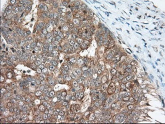 Anti-MIOX antibody [4G7] used in IHC (Paraffin sections) (IHC-P). GTX84117