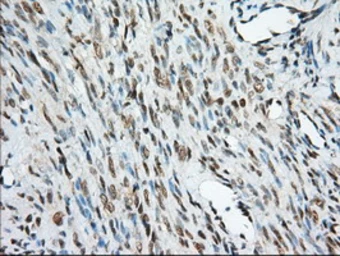 Anti-MIOX antibody [4G7] used in IHC (Paraffin sections) (IHC-P). GTX84117