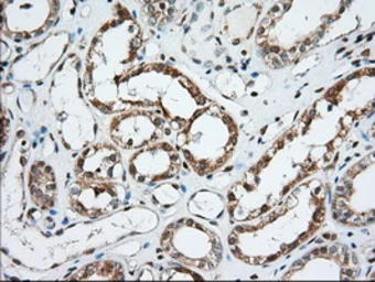 Anti-MIOX antibody [4G7] used in IHC (Paraffin sections) (IHC-P). GTX84117