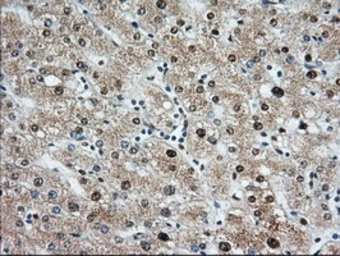 Anti-MIOX antibody [4G7] used in IHC (Paraffin sections) (IHC-P). GTX84117