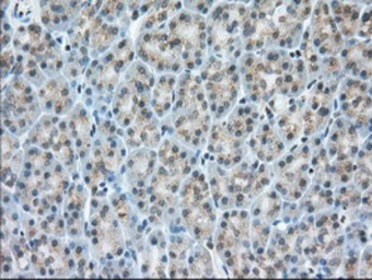 Anti-MIOX antibody [4G7] used in IHC (Paraffin sections) (IHC-P). GTX84117