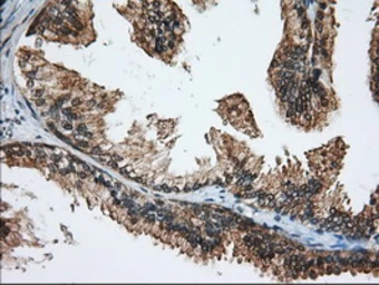 Anti-MIOX antibody [4G7] used in IHC (Paraffin sections) (IHC-P). GTX84117