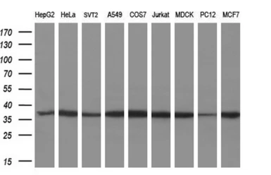 Anti-MIOX antibody [4G7] used in Western Blot (WB). GTX84117