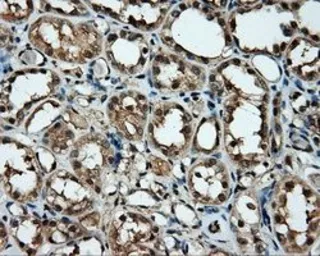 Anti-MCL1 antibody [10C5] used in IHC (Paraffin sections) (IHC-P). GTX84132