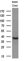 Anti-MCL1 antibody [10C5] used in Western Blot (WB). GTX84132