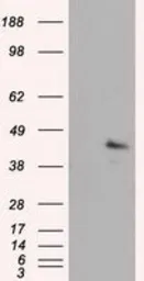 Anti-MCL1 antibody [10C5] used in Western Blot (WB). GTX84132