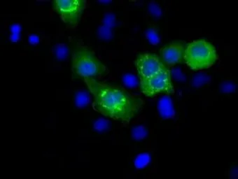 Anti-MCL1 antibody [2E11] used in Immunocytochemistry/ Immunofluorescence (ICC/IF). GTX84135