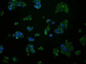 Anti-MCL1 antibody [2E11] used in Immunocytochemistry/ Immunofluorescence (ICC/IF). GTX84135