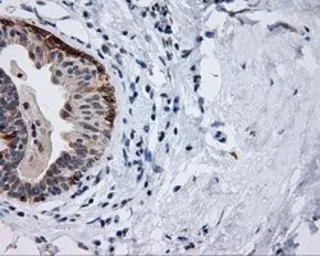Anti-MCL1 antibody [10F6] used in IHC (Paraffin sections) (IHC-P). GTX84140