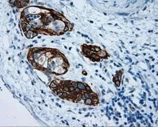 Anti-MCL1 antibody [10F6] used in IHC (Paraffin sections) (IHC-P). GTX84140