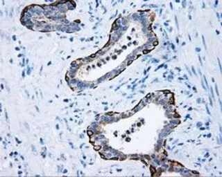 Anti-MCL1 antibody [10F6] used in IHC (Paraffin sections) (IHC-P). GTX84140
