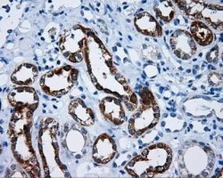 Anti-MCL1 antibody [10F6] used in IHC (Paraffin sections) (IHC-P). GTX84140
