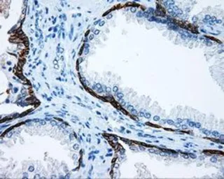 Anti-MCL1 antibody [10F6] used in IHC (Paraffin sections) (IHC-P). GTX84140