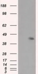 Anti-MCL1 antibody [10F6] used in Western Blot (WB). GTX84140