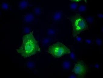 Anti-MCL1 antibody [10F6] used in Immunocytochemistry/ Immunofluorescence (ICC/IF). GTX84140